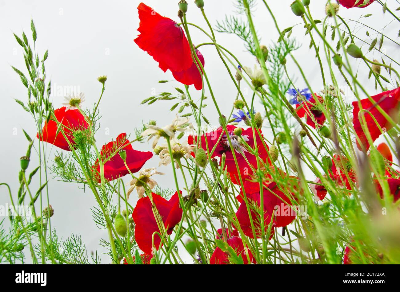 Eine Wiese mit schönen und bunten Wildblumen`s Wurm-Blickfeld im Sommer in Deutschland Stockfoto